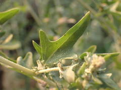 Atriplex tatarica