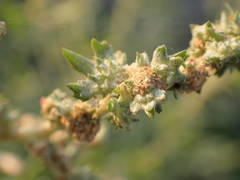 Atriplex tatarica