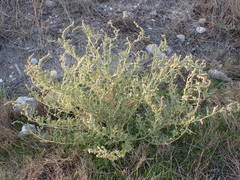 Atriplex tatarica