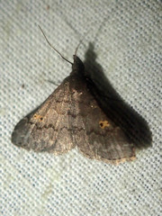 Naarda alternata