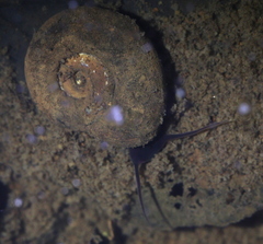 Planorbarius corneus