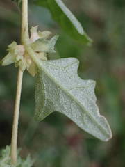 Atriplex tatarica