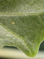 Atriplex tatarica