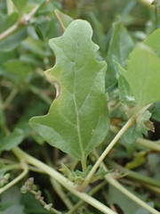 Atriplex tatarica