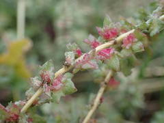 Atriplex tatarica