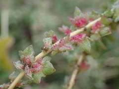 Atriplex tatarica