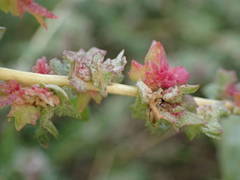 Atriplex tatarica