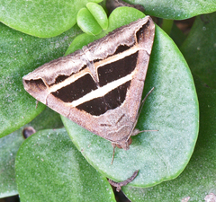 Grammodes bifasciata