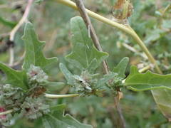 Atriplex tatarica