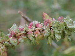 Atriplex tatarica