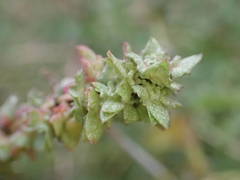 Atriplex tatarica