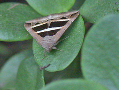Grammodes bifasciata