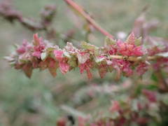 Atriplex tatarica
