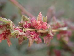 Atriplex tatarica