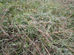 Atriplex tatarica