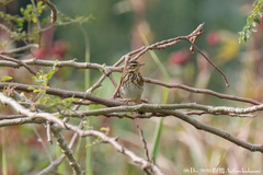 Anthus hodgsoni