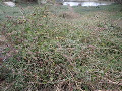 Atriplex tatarica