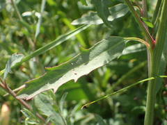 Atriplex littoralis