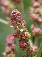 Atriplex littoralis