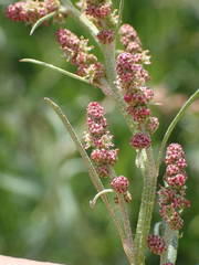 Atriplex littoralis