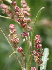 Atriplex littoralis