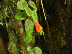 Pachycaulos nummularia