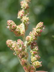Atriplex littoralis