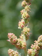 Atriplex littoralis