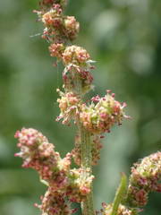 Atriplex littoralis