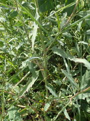 Atriplex littoralis