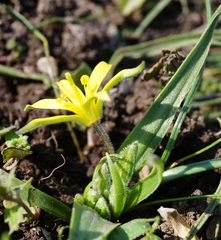 Gagea granatellii