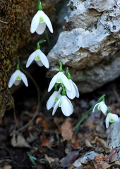 Galanthus peshmenii