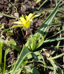 Gagea granatellii