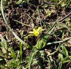Gagea granatellii