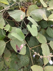 Aristolochia carterae
