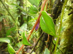 Columnea katzensteiniae
