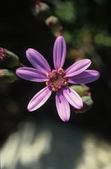 Senecio speciosus