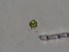 Acanthocystis