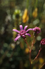 Senecio speciosus