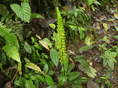 Pseudocentrum hirtzii