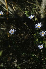 Felicia aethiopica