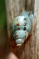 Drymaeus interpunctus