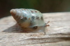 Drymaeus interpunctus