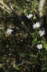 Felicia aethiopica