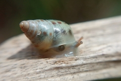 Drymaeus interpunctus