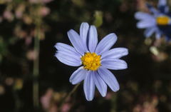 Felicia aethiopica