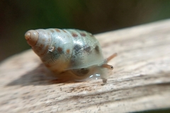 Drymaeus interpunctus