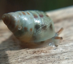 Drymaeus interpunctus