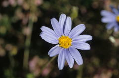 Felicia aethiopica