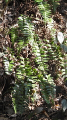 Polystichum lepidocaulon
